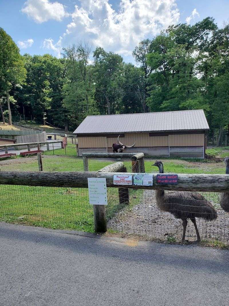 Petting Zoos Are Cute But This One Is Wild Petting Zoos Are Cute But This One Is Wild