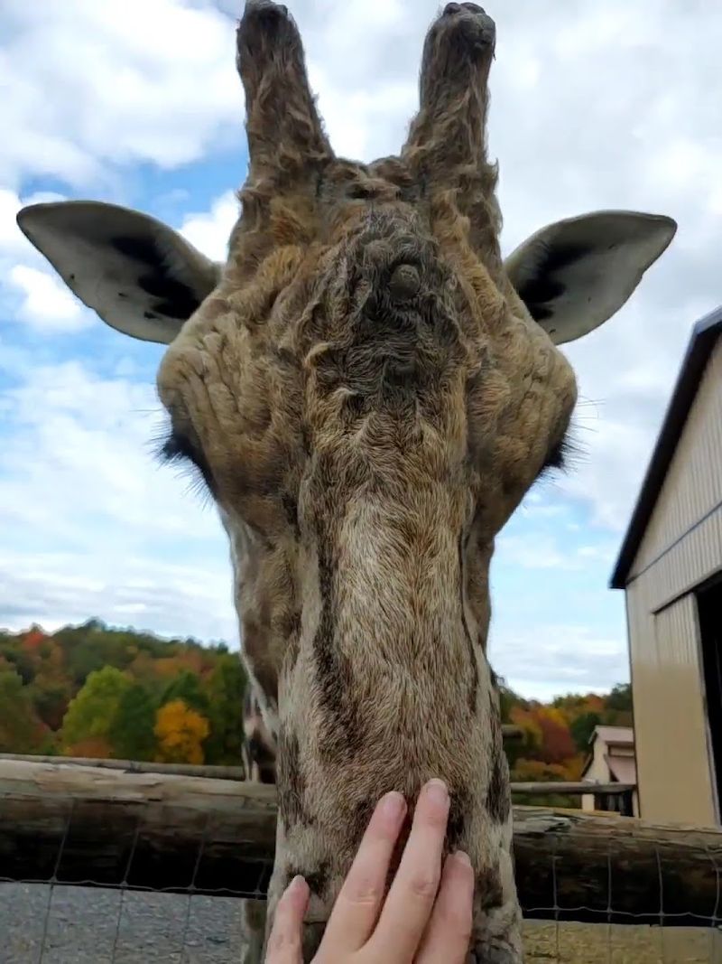 Petting a Giraffe in Rural West Virginia Is No Joke Petting a Giraffe in Rural West Virginia Is No Joke