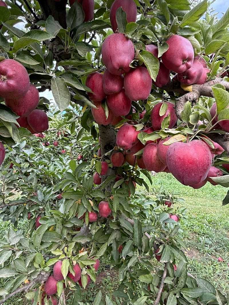 Pick-Your-Own Apple Orchards in Season Pick-Your-Own Apple Orchards in Season