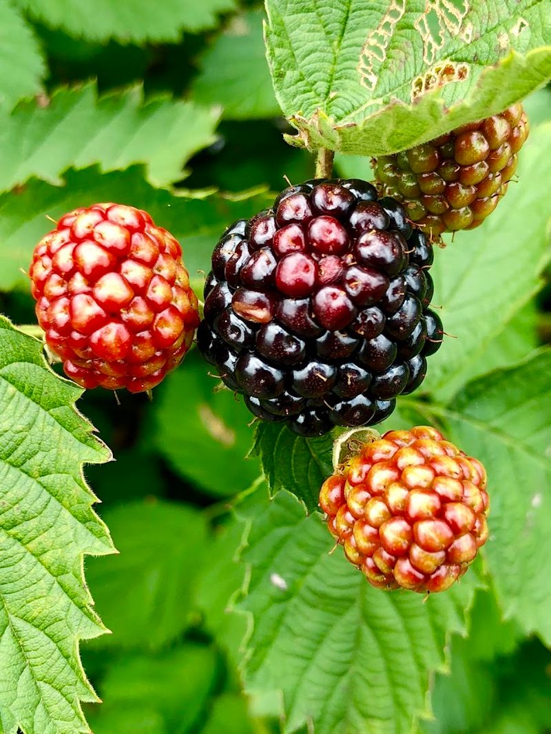 Pick-Your-Own Blackberries Behind the Farm Market Store Pick-Your-Own Blackberries Behind the Farm Market Store