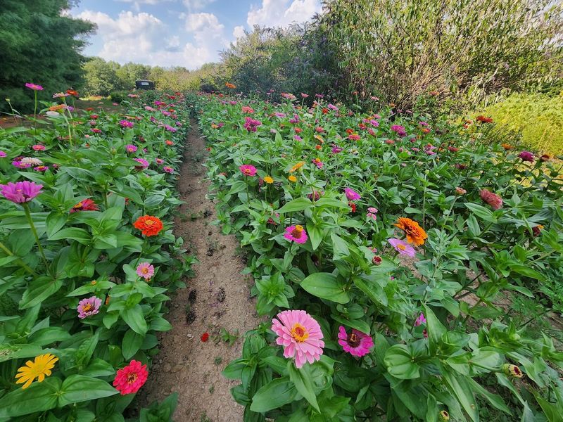 Pick Your Own Flowers, Take the Joy Home