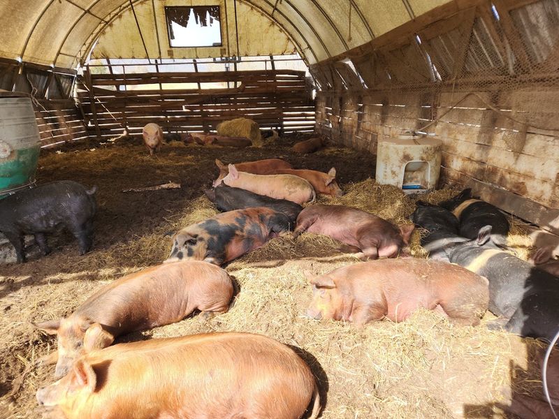 Pigs with a Purpose and Plenty of Personality