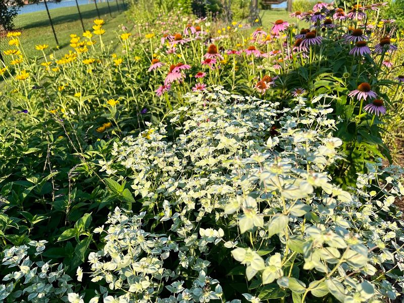 Plan Your Visit Around the Pollinator Garden Display