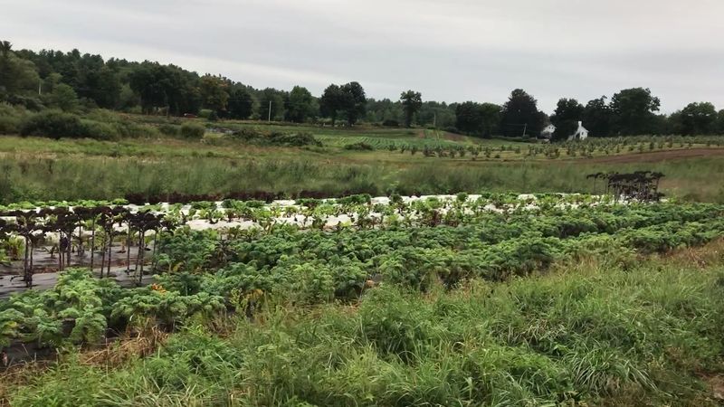 Plan Your Visit to Hampton Falls Farmers Market