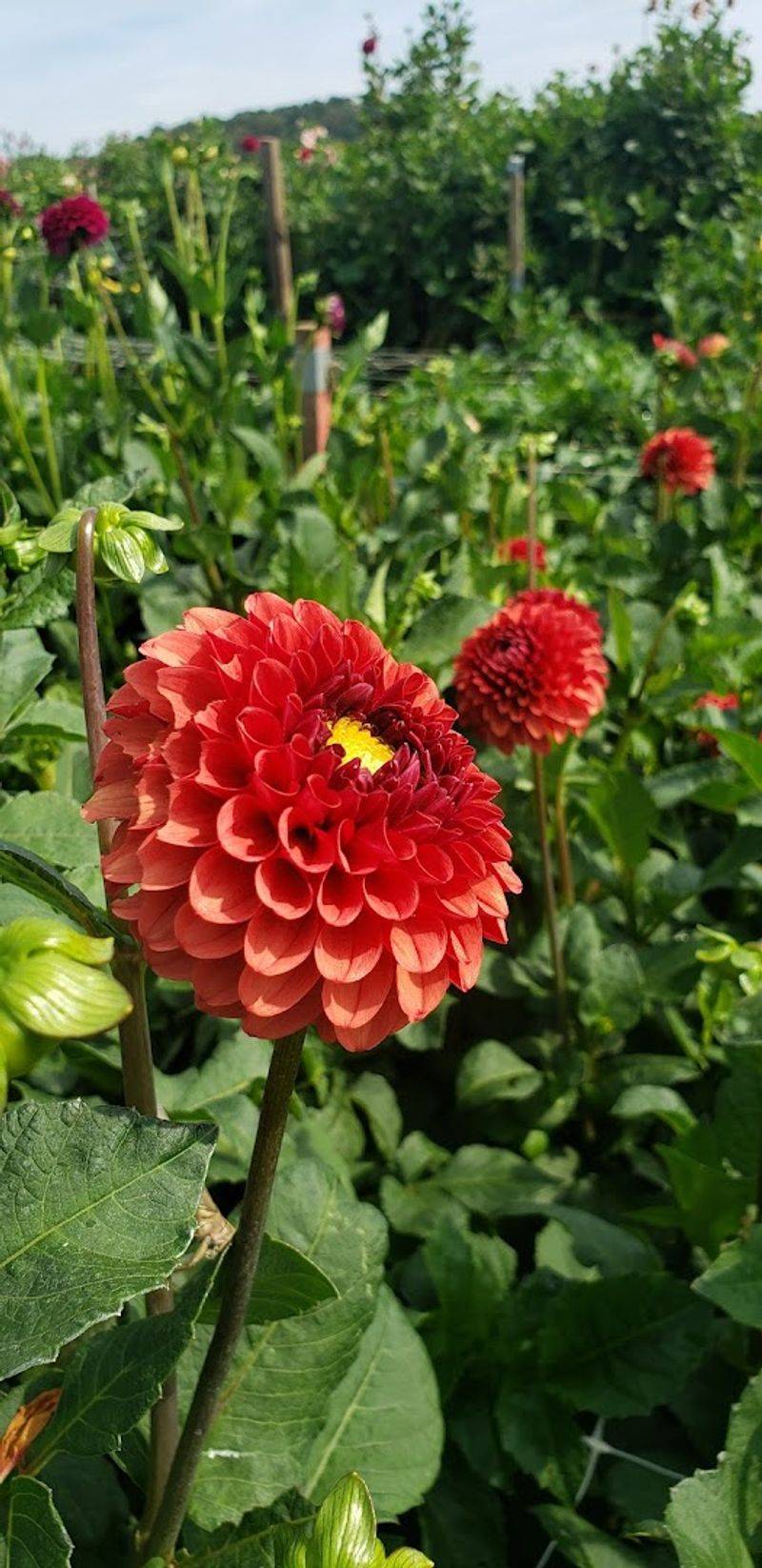 Plan Your Visit to This Virginia Floral Paradise