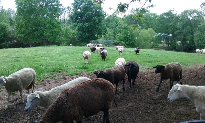 Plan a Visit Around the Annual Sheep Shearing Day