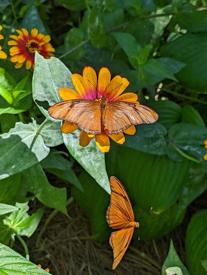 Plan to Join the Butterfly Release Experience