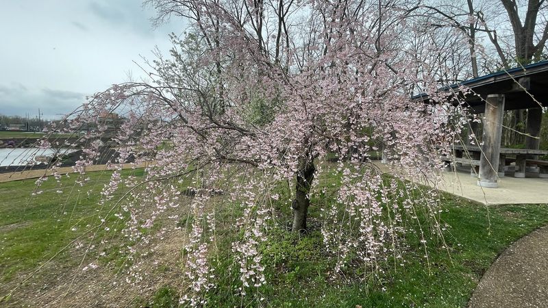 Plan to See Cherry Blossoms Bloom Each Spring