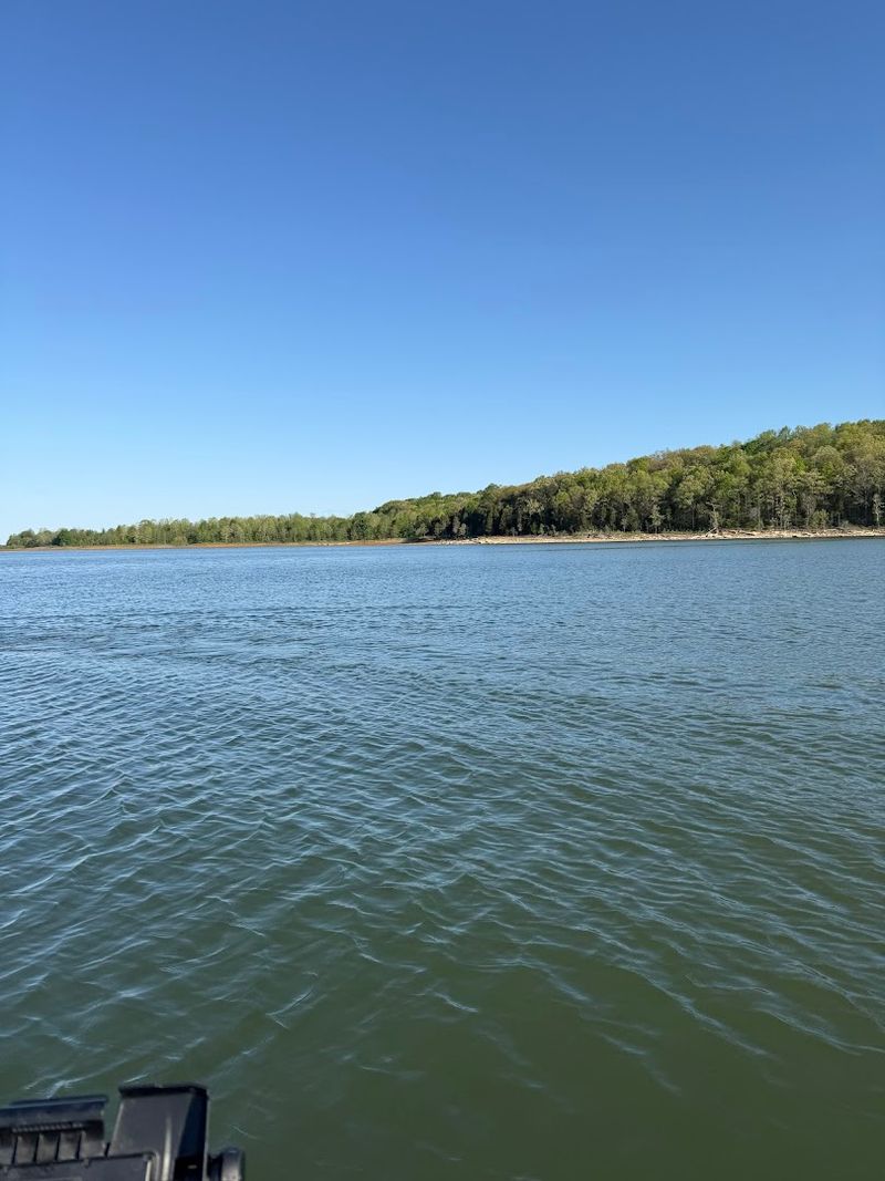 Plan to Spot River Otters Playing Near the Shore