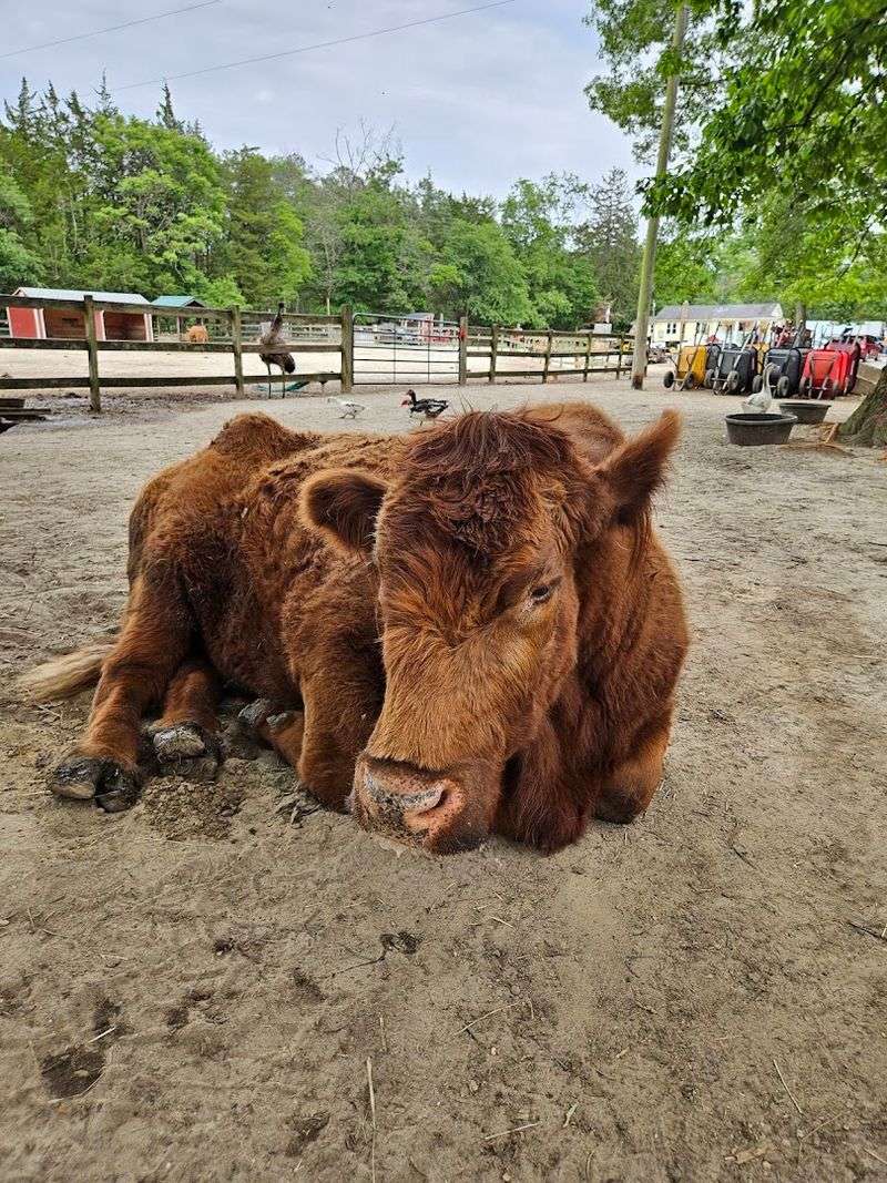 Planning Your Visit to Funny Farm Rescue and Sanctuary Planning Your Visit to Funny Farm Rescue and Sanctuary