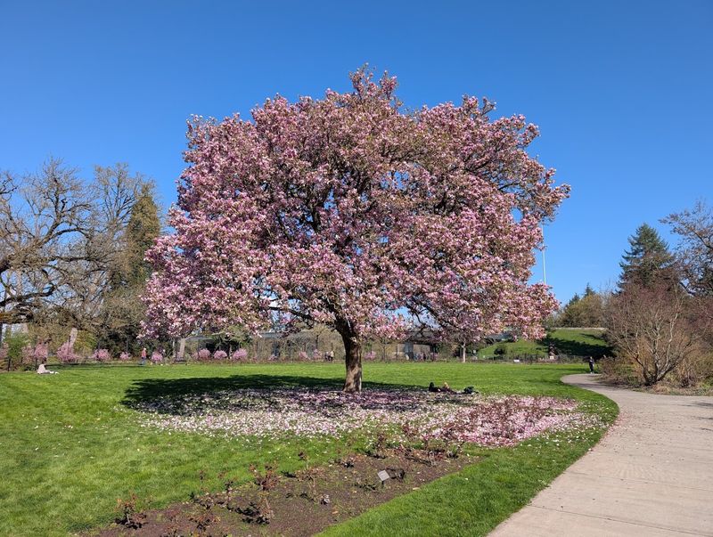 Planning Your Visit to Owen Rose Garden Planning Your Visit to Owen Rose Garden