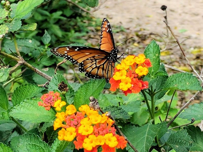 Planning Your Visit to the National Butterfly Center Planning Your Visit to the National Butterfly Center