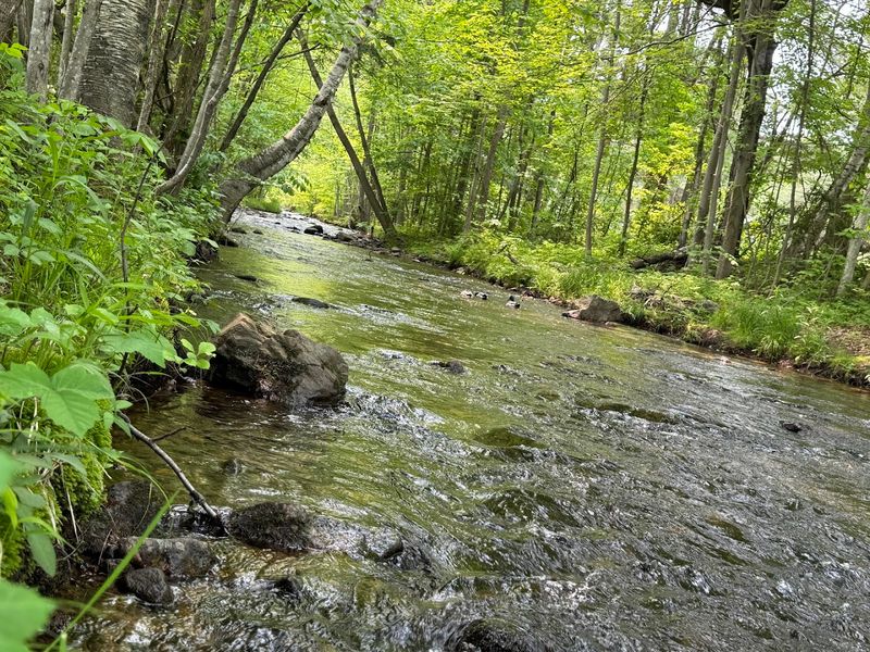 Poor Farm Brook and the Natural Surroundings