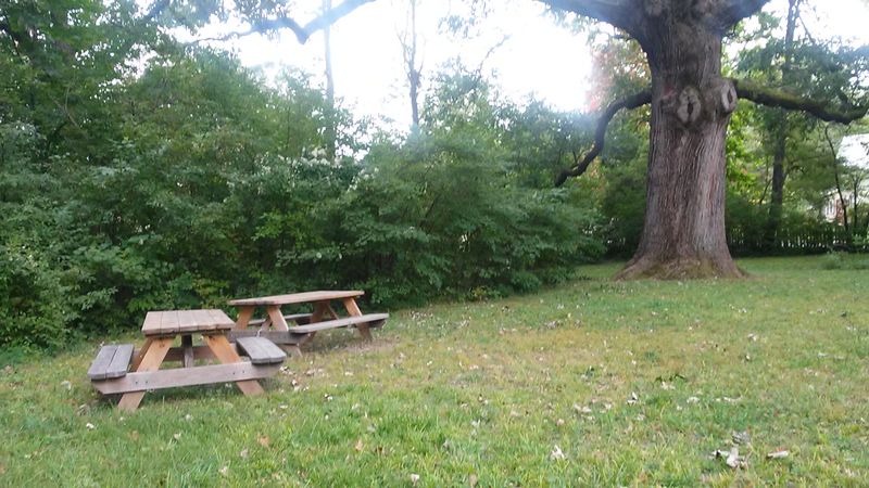 Practical Tips for Visiting the Kile Oak