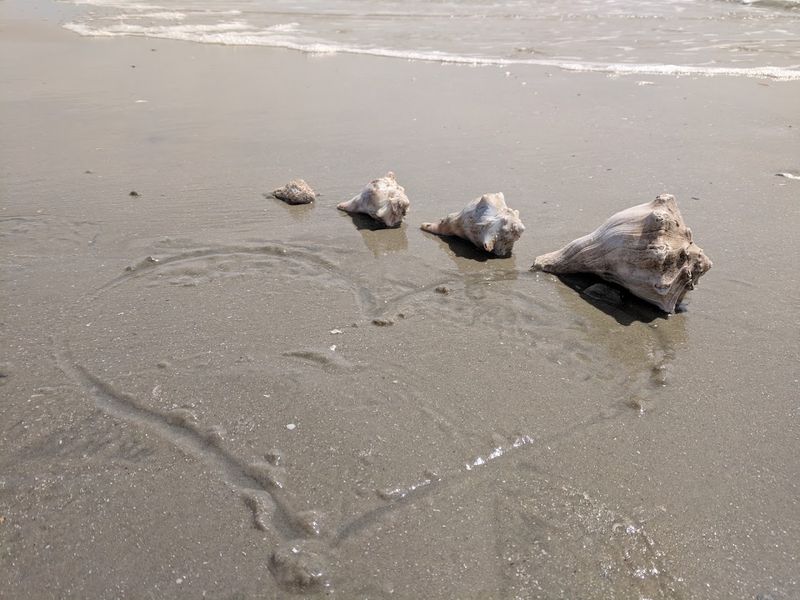 Practical Tips to Make Your Boneyard Beach Trip Worthwhile Practical Tips to Make Your Boneyard Beach Trip Worthwhile