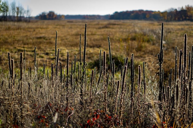 Prairie's Edge Wildlife Drive And Its Accessible Loops Prairie's Edge Wildlife Drive And Its Accessible Loops