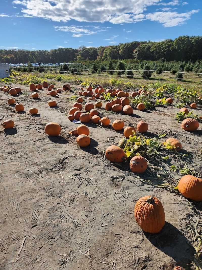 Pumpkin Patch Fun the Whole Family Can Get Behind