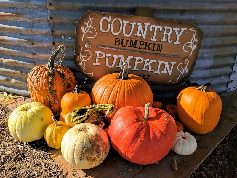 Pumpkin Picking Across Fields That Go On Forever Pumpkin Picking Across Fields That Go On Forever