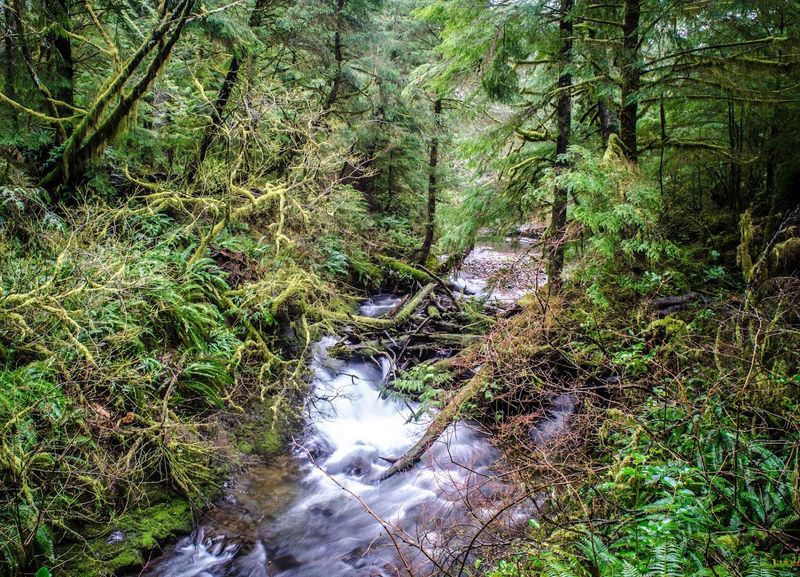 Ramsey Canyon Road, Tillamook County