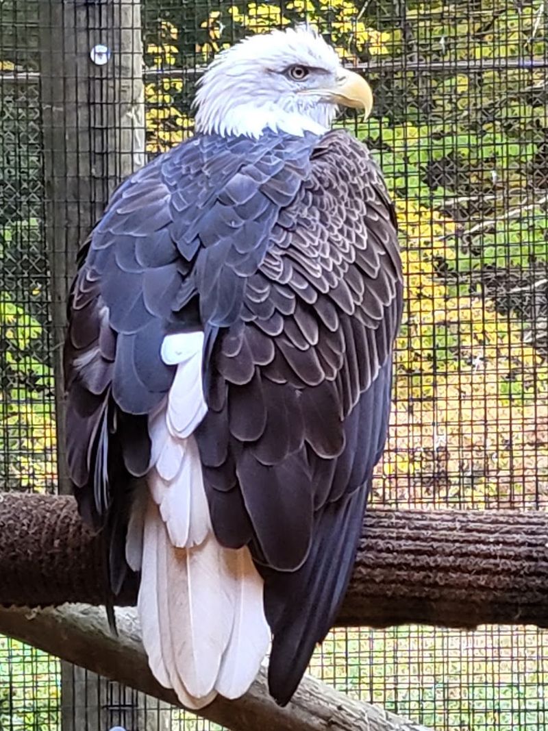 Raptors Up Close Will Leave You Genuinely Speechless