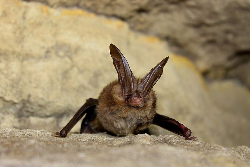 Rare Bats Consider West Virginia Their Stronghold