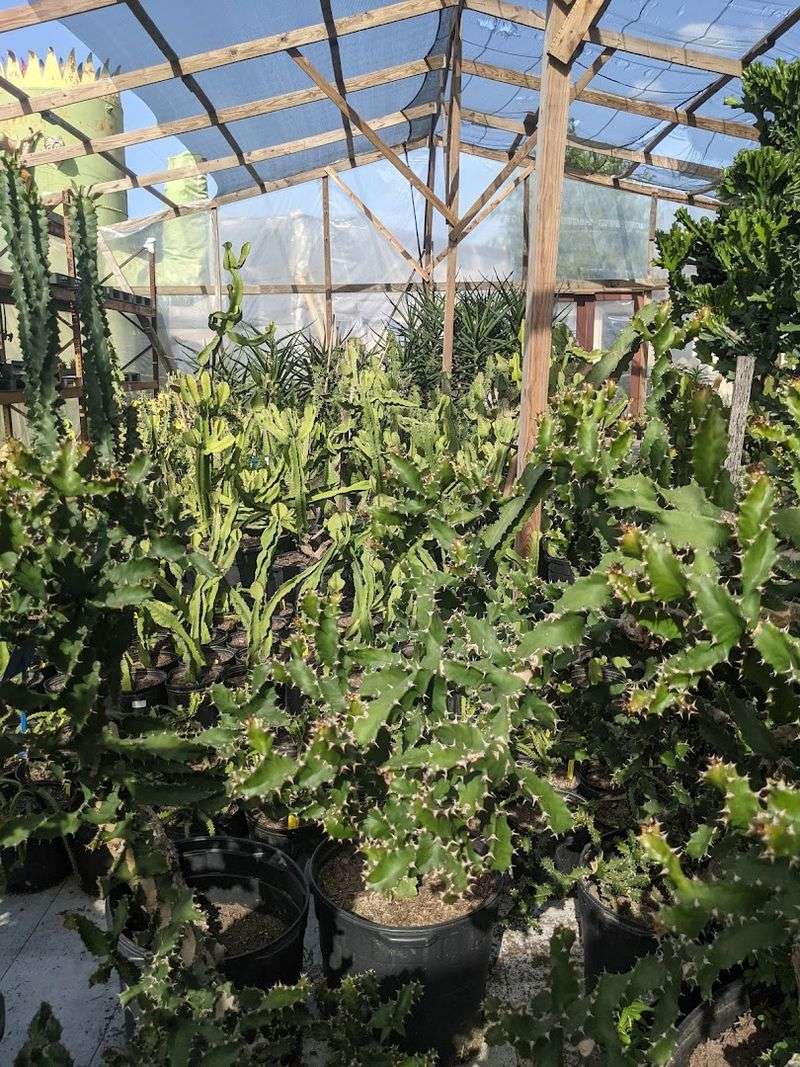 Rare Cacti and Succulents From Around the World