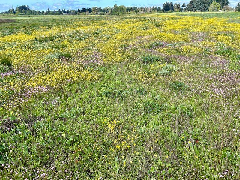 Rare Plants and Protected Wetlands