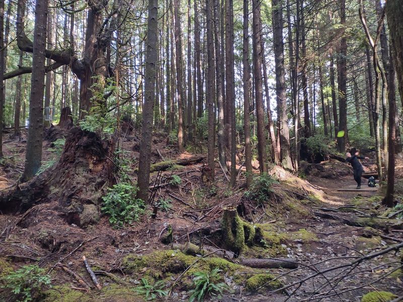 Red River Disc Golf Course: 18 Holes Through a Sitka Spruce Forest Red River Disc Golf Course: 18 Holes Through a Sitka Spruce Forest