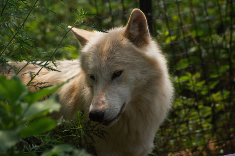 Red Wolf Sanctuary and Raptor Rehabilitation Center