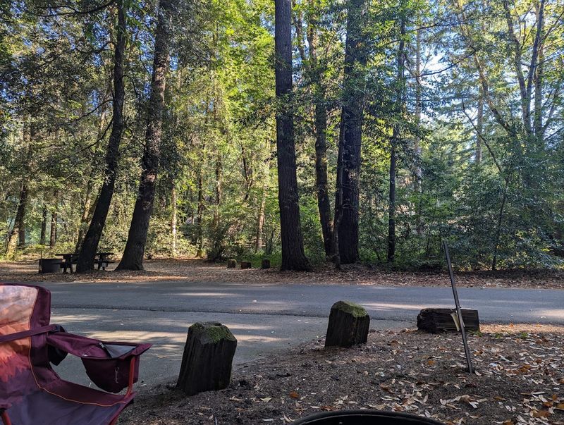 Redwood Giants and the Old-Growth Forest Experience Redwood Giants and the Old-Growth Forest Experience
