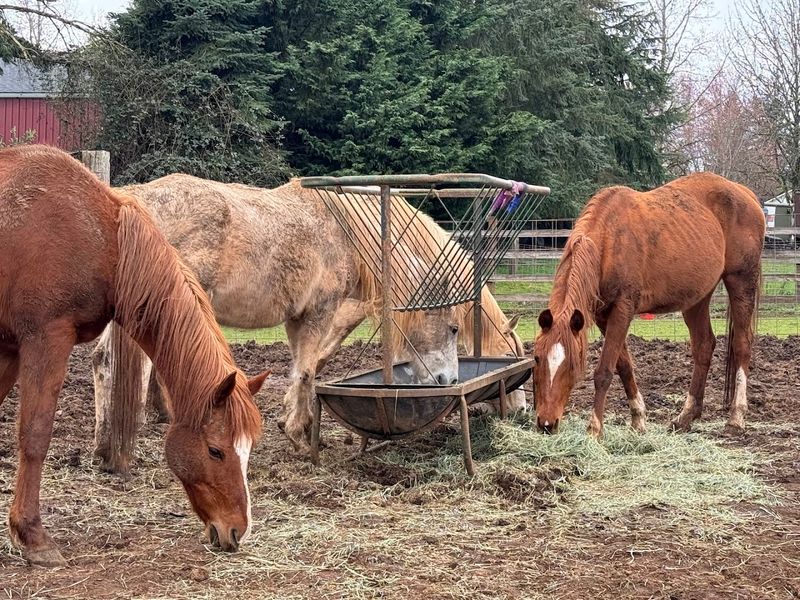 Rescue Horses Share the Spotlight Too