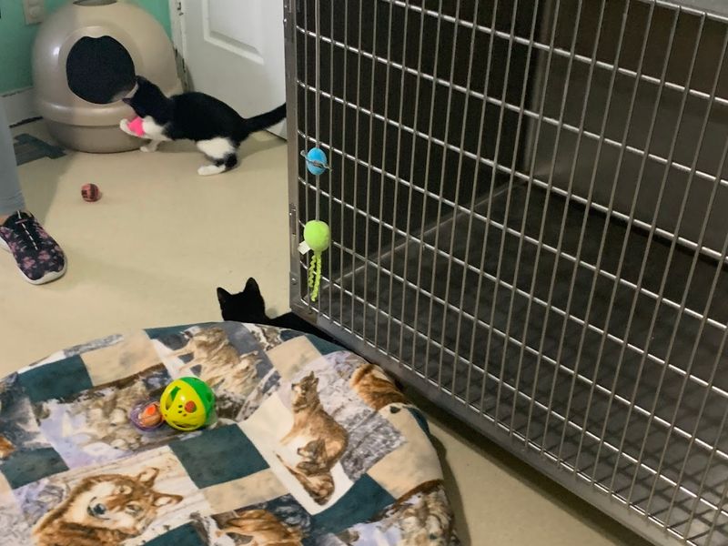 Rescue Partnerships That Reach Far Beyond the Shelter Walls