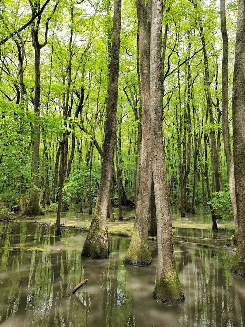 Rich Mammal, Reptile, Amphibian, and Fish Populations Rich Mammal, Reptile, Amphibian, and Fish Populations