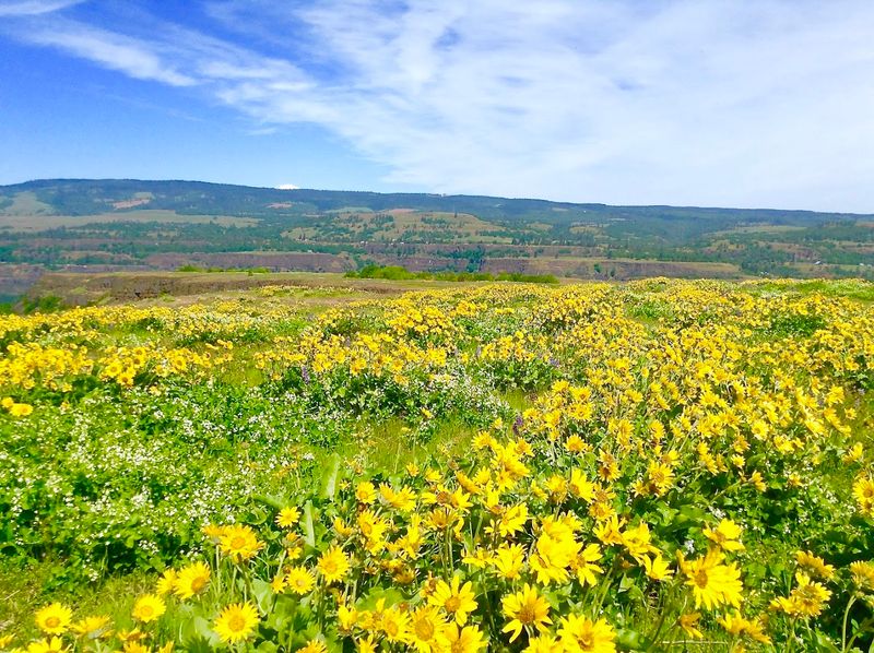 Rowena Plateau Trail, Columbia River Gorge