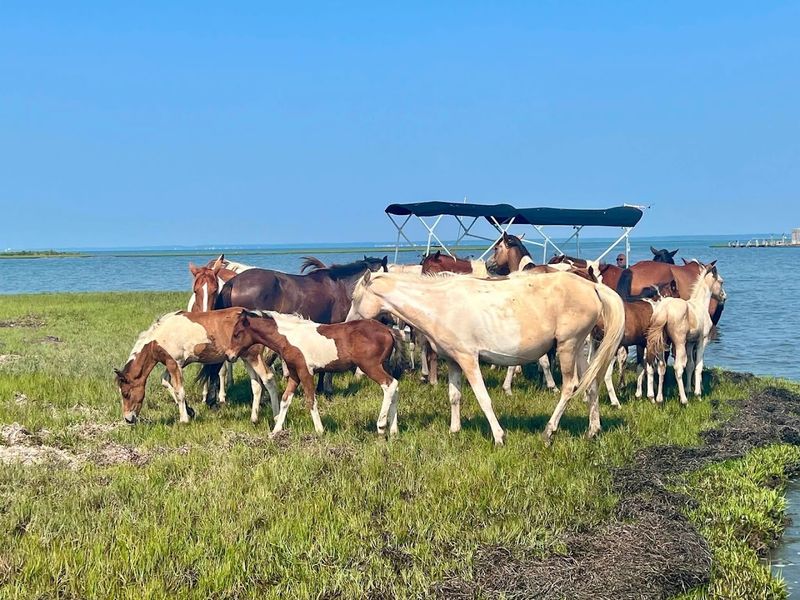 Saltwater Pony Tours, Chincoteague Island Saltwater Pony Tours, Chincoteague Island