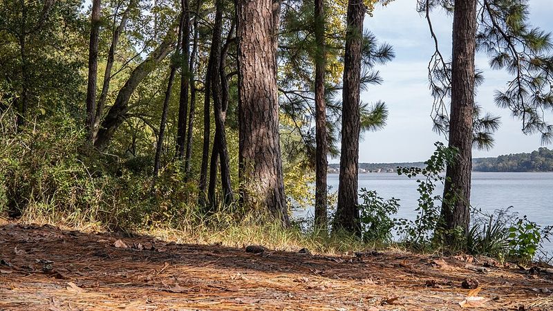 Sam Houston National Forest 
