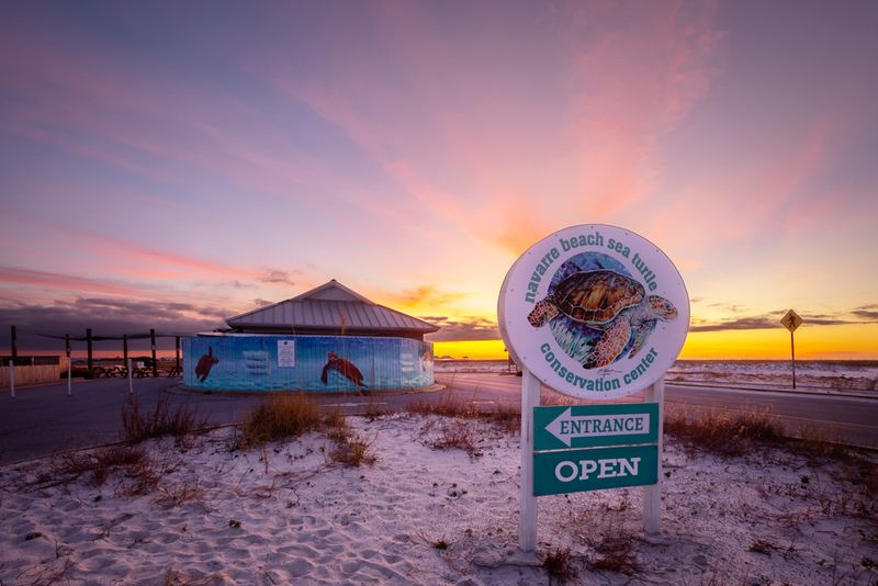 Sea Turtle Nesting Season and Conservation Efforts Sea Turtle Nesting Season and Conservation Efforts