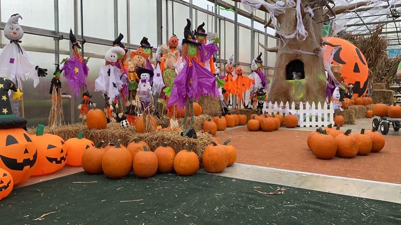 Seasonal Spectacles and Themed Events