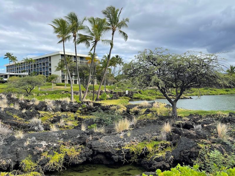 Shaded Picnic Spots and the Lava Lava Beach Club for Dining