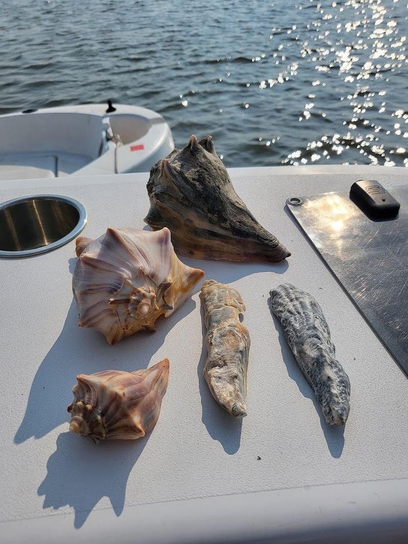Shell Collecting at Its Most Rewarding Shell Collecting at Its Most Rewarding