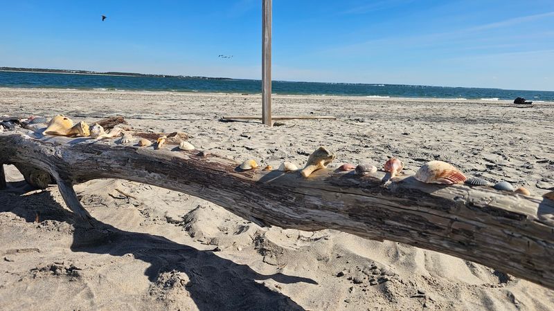 Shelling and Beach Exploration