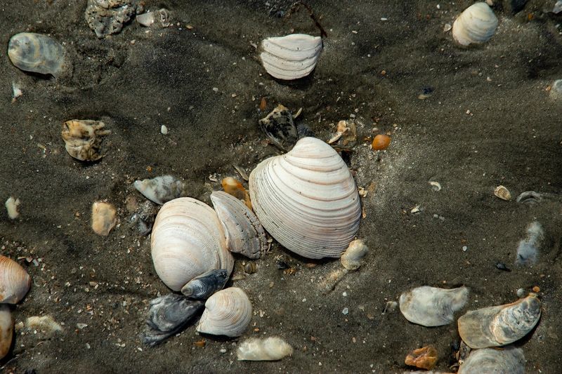 Shells, Shark Teeth, and Fossil Hunting on the Beach Shells, Shark Teeth, and Fossil Hunting on the Beach