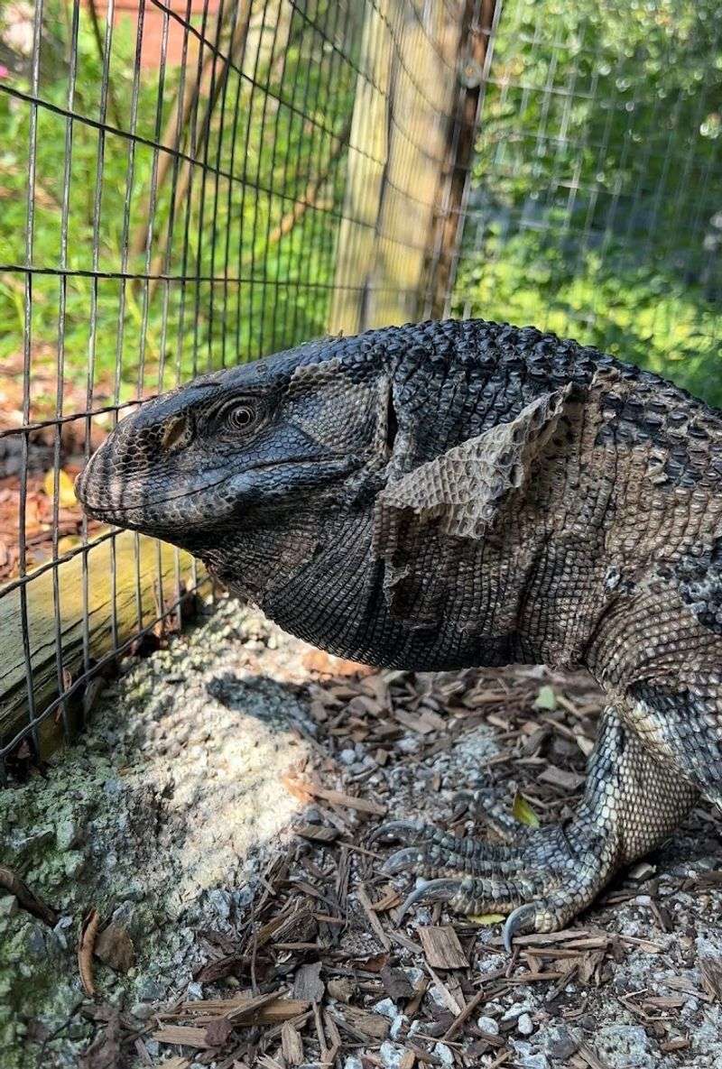Skip the Ordinary and Meet Monitor Lizards Up Close