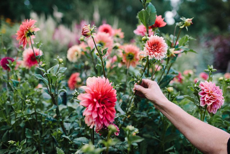 Small Ventures Flower Farm