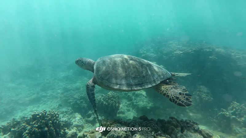 Snorkeling With Sea Turtles in Calm, Clear Conditions Snorkeling With Sea Turtles in Calm, Clear Conditions