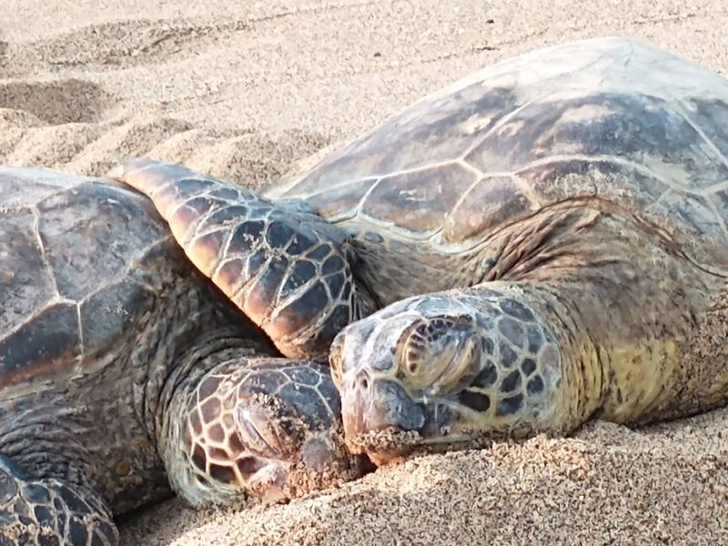 Snorkeling With Sea Turtles in the Wild