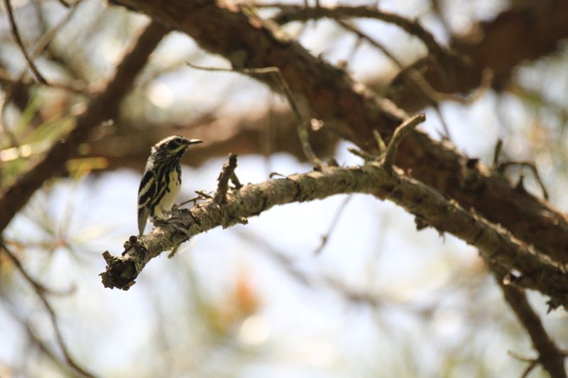 Songbirds Fill the Preserve With Music