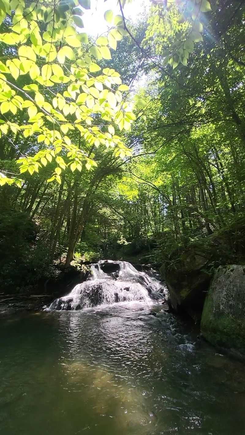 Spot Deer, Chase Waterfalls, Repeat