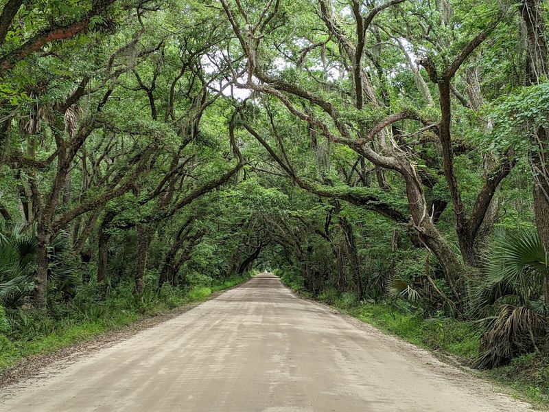 Stepping Into a Canvas of Time: The Live Oak Avenue