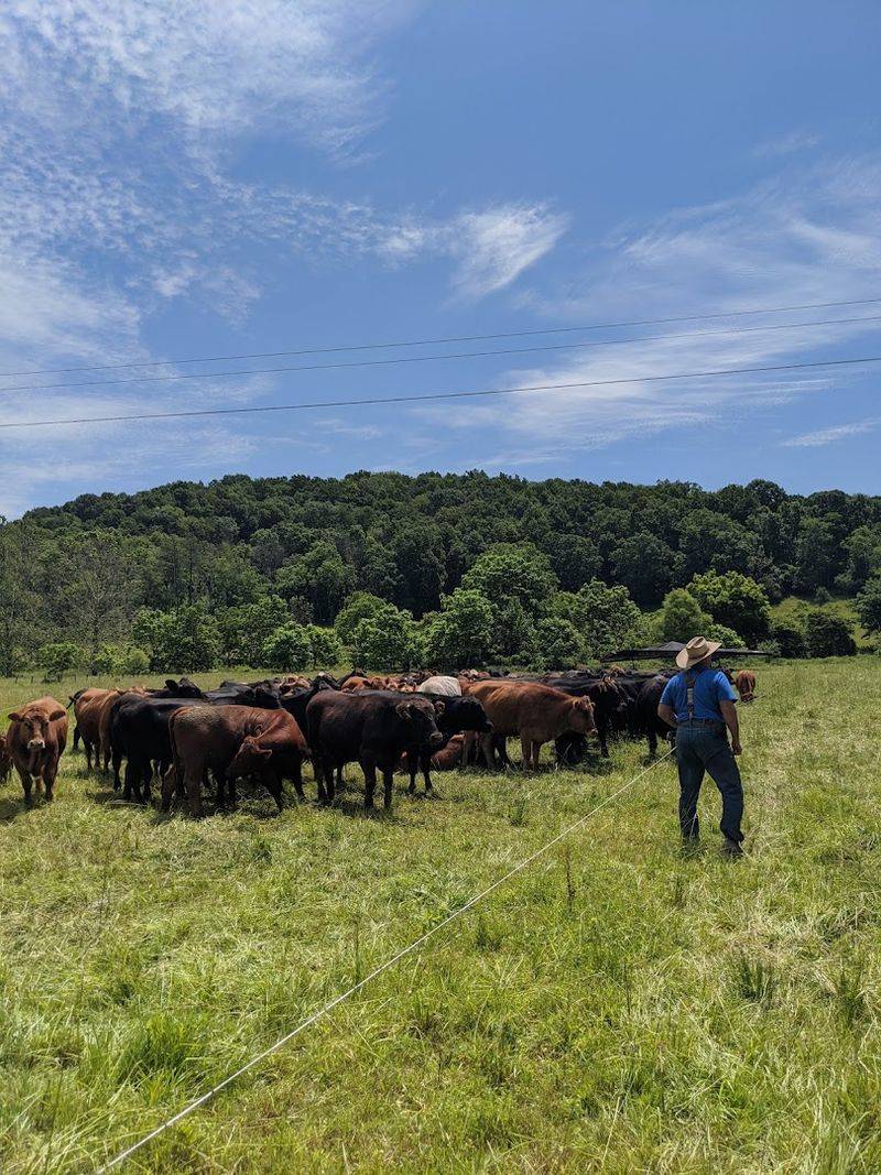 Stepping Onto Nature's Stage at Polyface Farm
